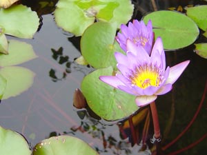 waterlily