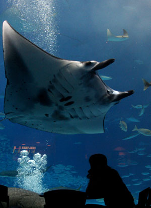 Manta watching...