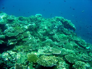 living coral