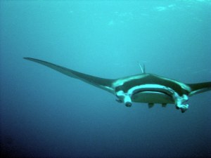 a manta