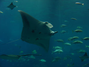 manta