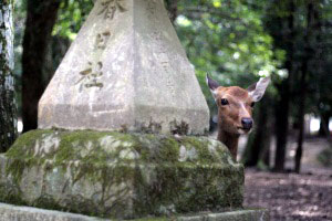 A deer in Nara